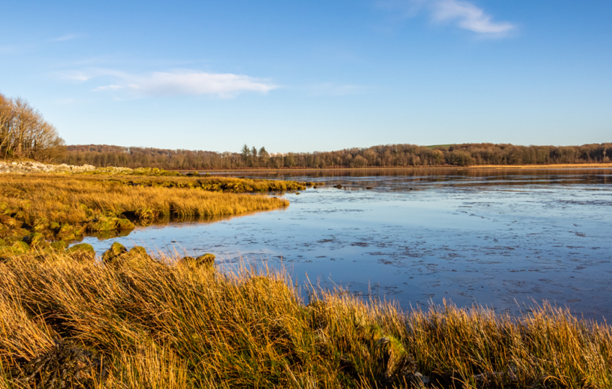 U.K. saltmarshes