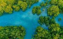 Aerial view of wetlands